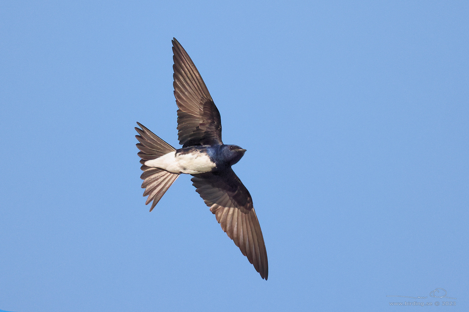CARIBBEAN MARTIN (Progne dominicensis) - Stng / Close